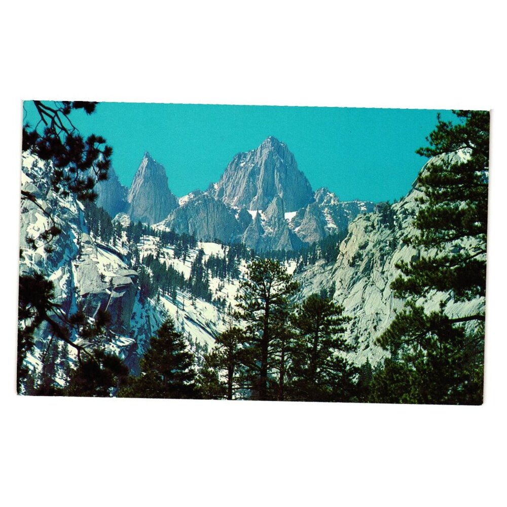 Mt Whitney CA Vintage Postcard Snow Covered Peaks Tall Pine Trees Scenic View